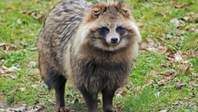 Perros mapache chinos pudieron ser el origen de la pandemia