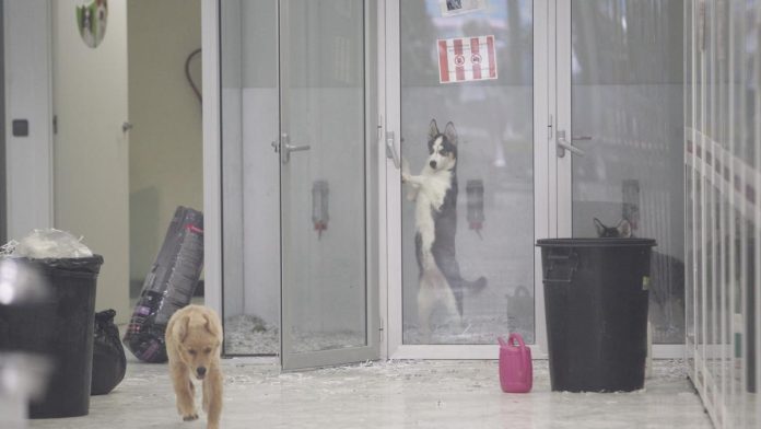 Aseguran veterinaria que operaba como “carnicería clandestina” 