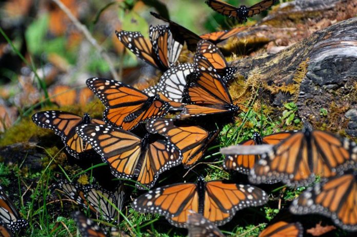 Peligra hábitat de Mariposa Monarca en México
