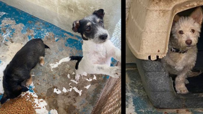 Autoridades encontraron a 3 perritos en el Cereso de Ciudad Juárez