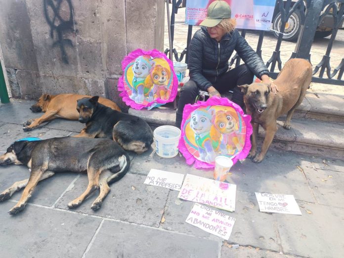 Ingeniera en situación de calle por ayudar a animalitos abandonados