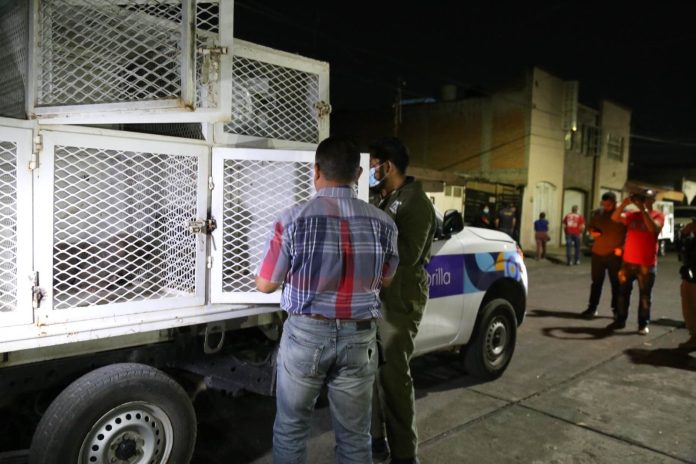 Fueron 32 perritos los asegurados por la FGE