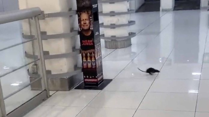 Captan ratas en los pasillos del AIFA