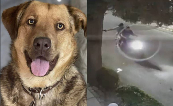 Perrito pierde un ojo luego de que sujetos lo balearan sin razón 