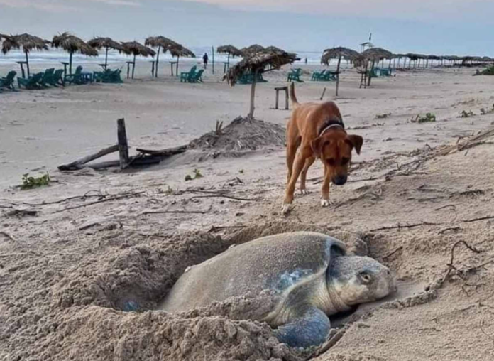 Solovino, el perrito que protege a tortugas bebé en Playa Miramar