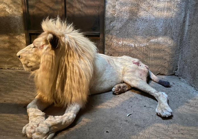 Mutilado y desnutrido, condiciones en las que llegó el León blanco decomisado por la Guardia Civil