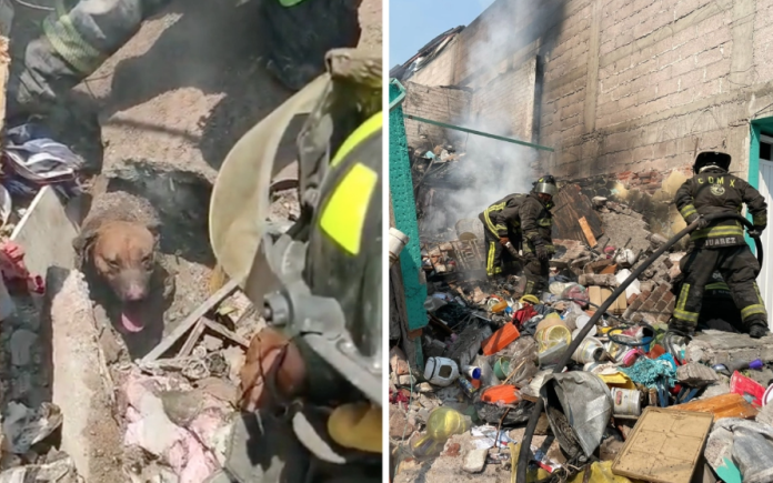 Rescatan a Randy, perro atrapado en escombros por explosión en Iztapalapa