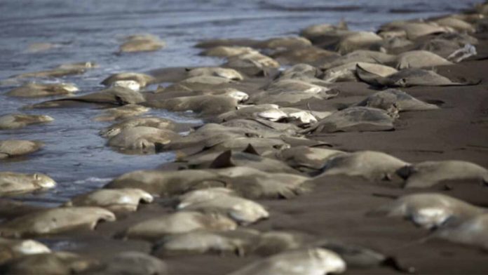 Cientos de mantarrayas aparecen muertas