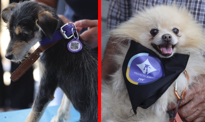 Habrá registro público oficial para mascotas en Morelia