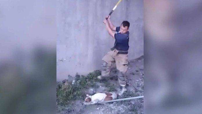 Detienen a uno de los bomberos que mató perritos a golpes