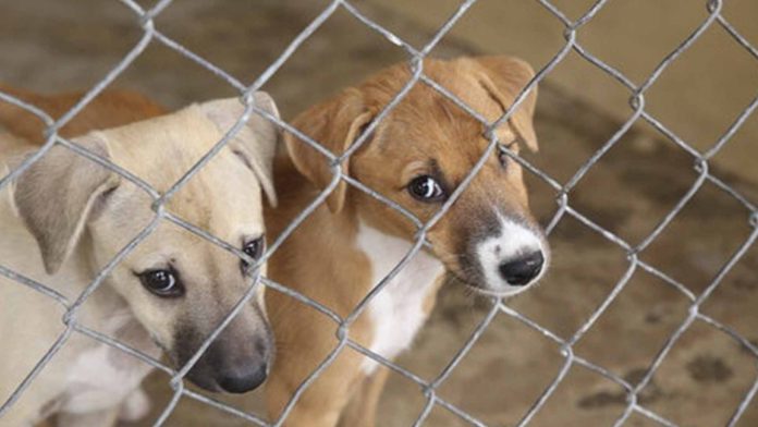 Mueren perros y gatos de un refugio tras comer comida envenenada que fue donada
