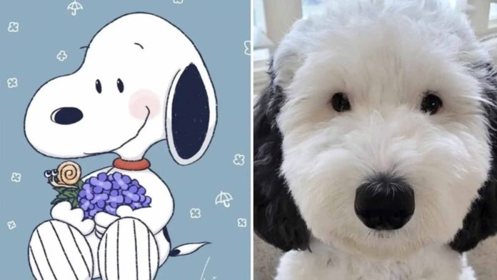 Perrita se vuelve viral por ser igual a Snoopy