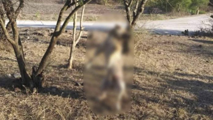 Perrito muere asfixiado cruelmente en Hidalgo