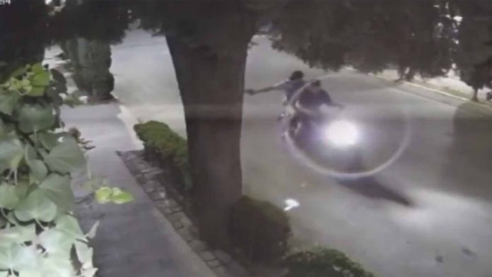 Perrito pierde el ojo tras ser atacado con un arma de fuego