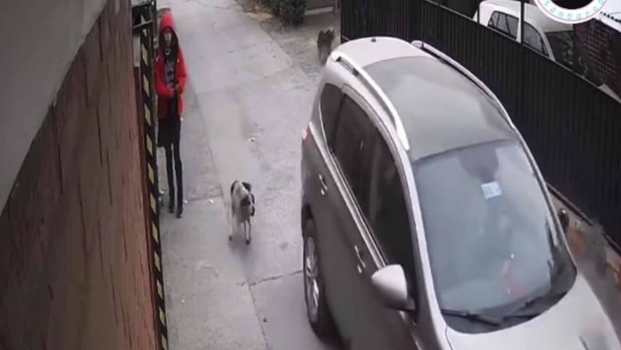 Perrito salva a niña de ser secuestrada