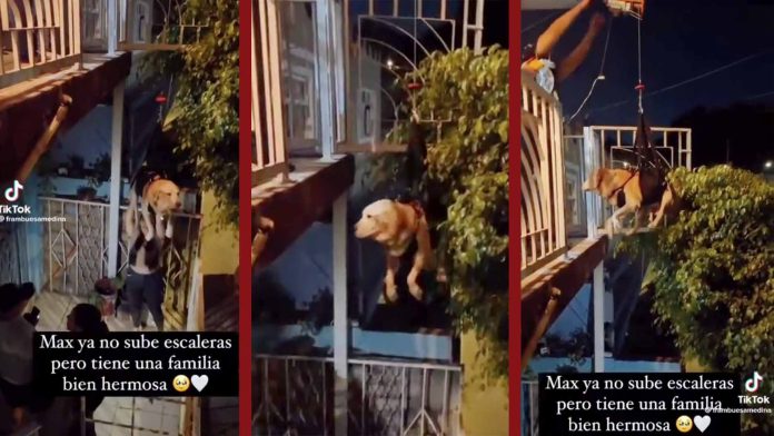 Perrito ya no puede subir escaleras y su familia le construye un elevador