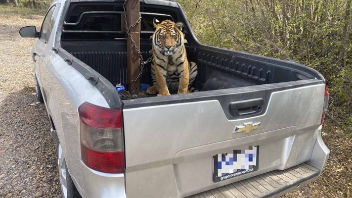 Sicarios huyen y abandonan tigre de bengala en Sinaloa