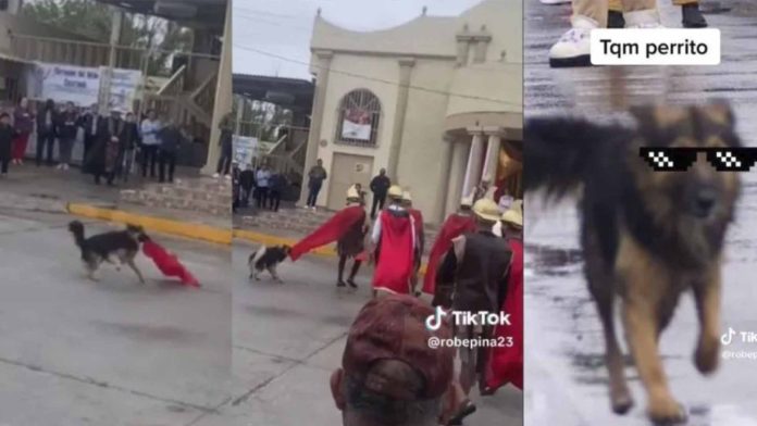 VIDEO: Perrito defiende a Jesucristo de los latigazos en pleno viacrucis