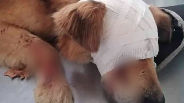 Atacan a perrito con un picahielo hasta quedar ciego; buscan justicia