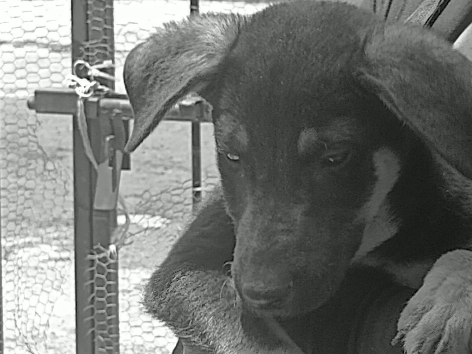 Más de 250,000 perros callejeros en Michoacán Más de 250,000 perros callejeros en Michoacán