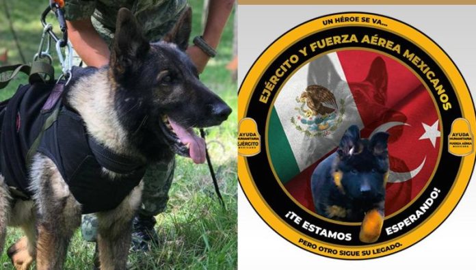 Turquía donó un cachorrito en honor a Proteo