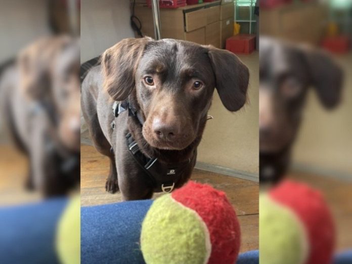 Coco; el primer perro diagnosticado con alcoholismo