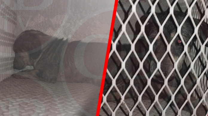 Rescatan a más de 30 lomitos maltratados en Morelia