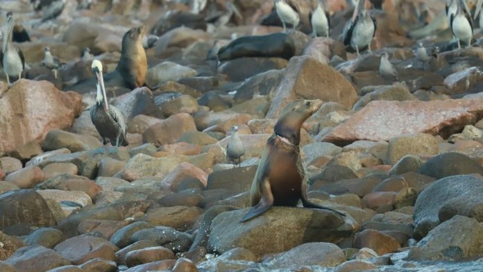 Advertencia final para el planeta: Escazes de lobos marinos en Baja California Sur