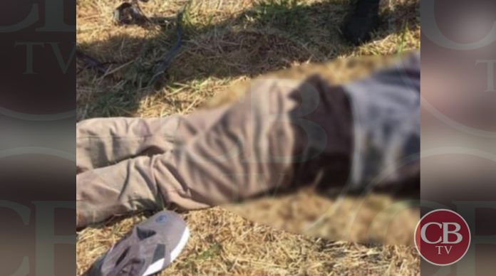 Abejas atacan y matan a un hombre en Zamora