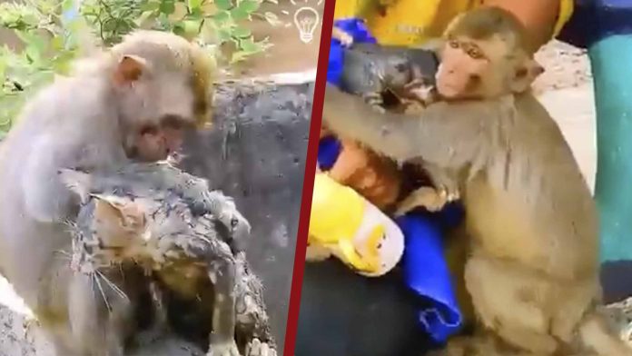 Mono salva a un gatito de morir ahogado en pozo de agua