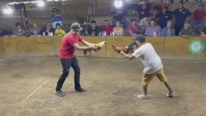 Gallo de pelea ataca a su dueño en palenque de Colima