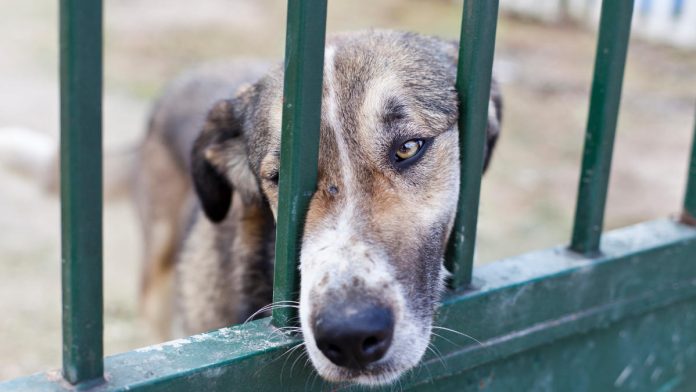 Hombre fue condenado en España por ahorcar a su perro