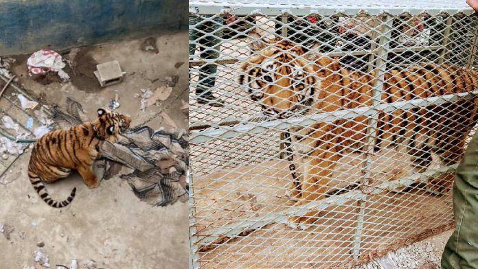 Rescatan a tigre de Bengala abandonado en Tijuana