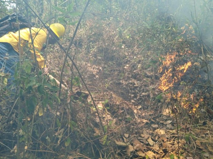 Avanza en un 50%, sofocación del incendio forestal en Zirahuato