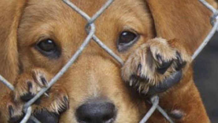AMLO propone ley de protección animal