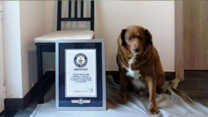 Bobbi, el perrito más longevo del mundo cumplió 31 años de edad.
