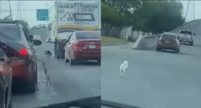 Viral: Familia abandona a perrito en plena avenida