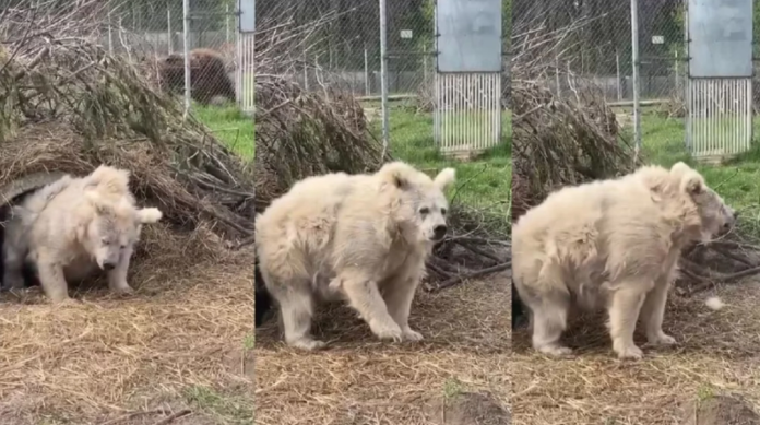 Video: Captan a oso saliendo  de hibernar y se vuelve viral