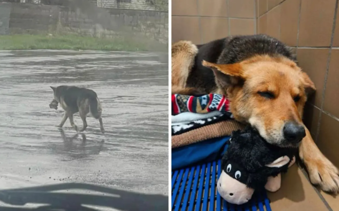 Rescatan a perro que deambulaba por las calles con oso de peluche tras la muerte de su dueño