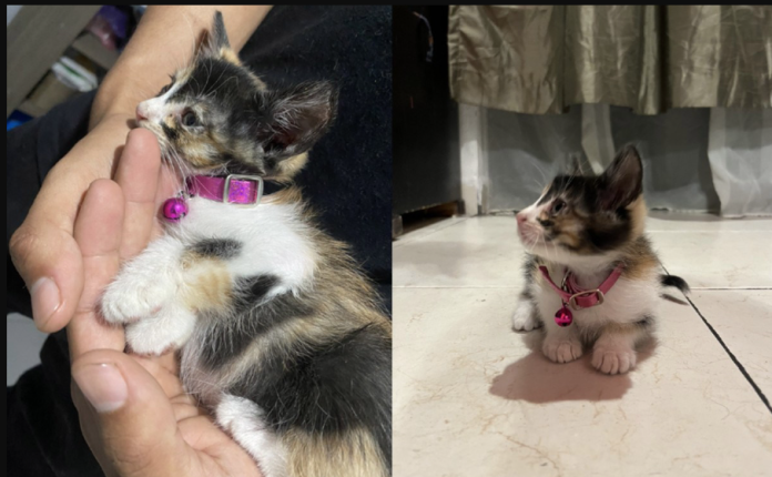 Joven pone en venta su Xbox para pagar la operación de su gatita