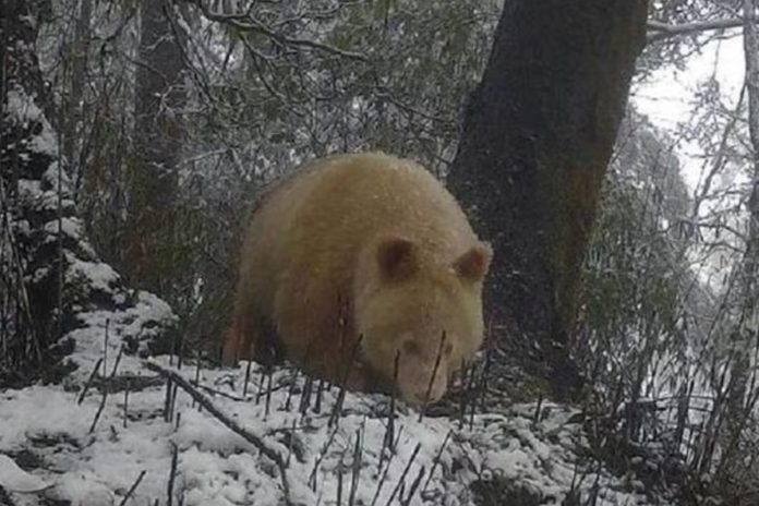VIDEO: Captan en China al único panda blanco del mundo