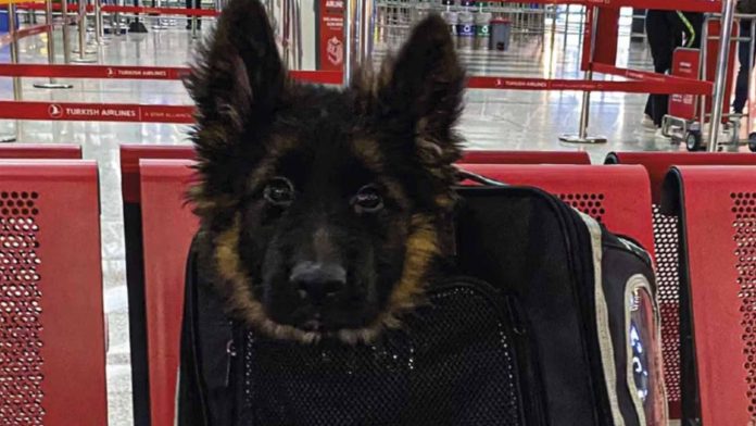 Llega a México cachorro donado por Turquía tras la muerte de Proteo
