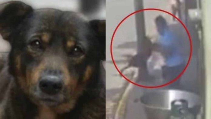 “Lo extraño mucho”: Niño dueño de ‘Scooby’ pide justicia por su perrito