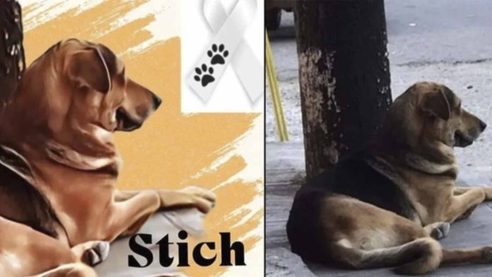 Matan a golpes a perrito callejero por robar un pan