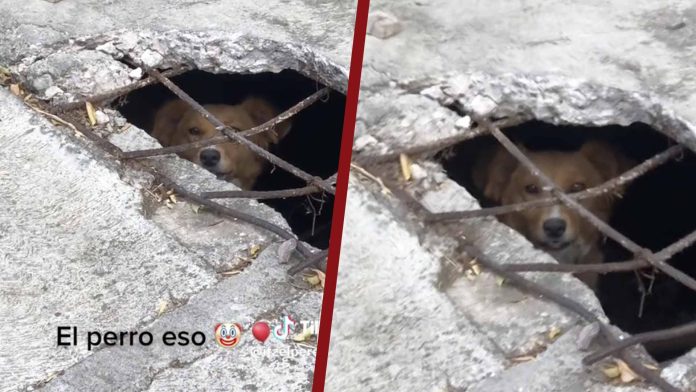 Perrito en coladera se vuelve viral por su expresión al estilo el payaso ‘Eso’