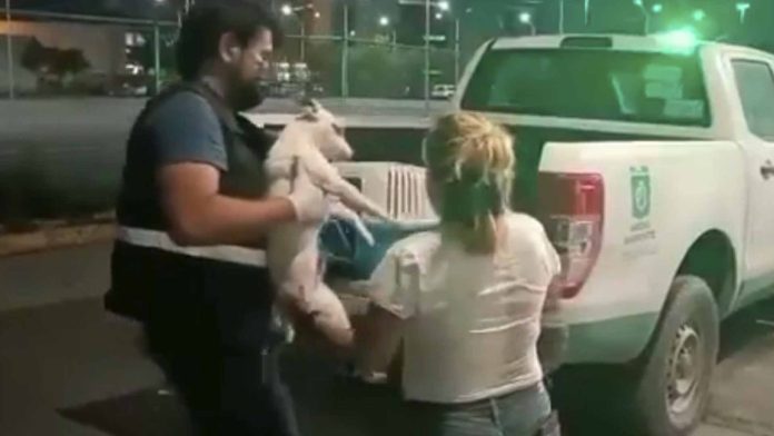 Rescatan a perrito abandonado en avenida de Nuevo León
