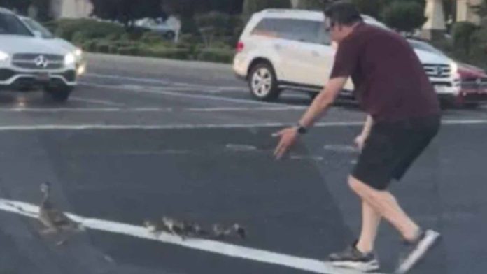 Se detuvo para ayudar a una familia de patos a cruzar la calle y muere atropellado