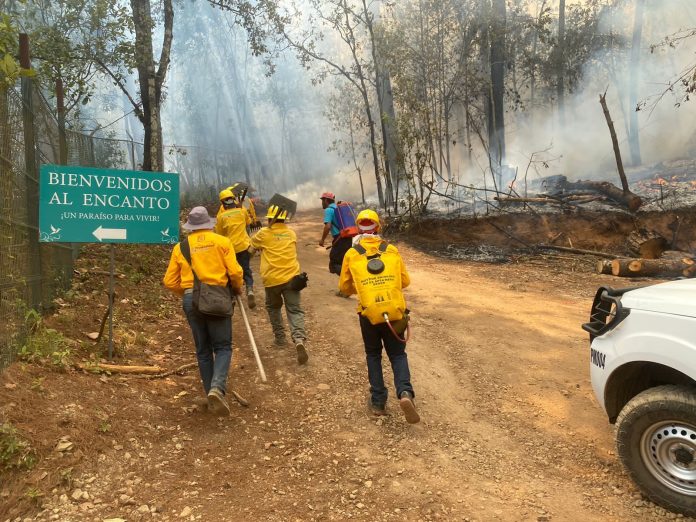 Controlado hasta en 90% incendio forestal al sur de Charo
