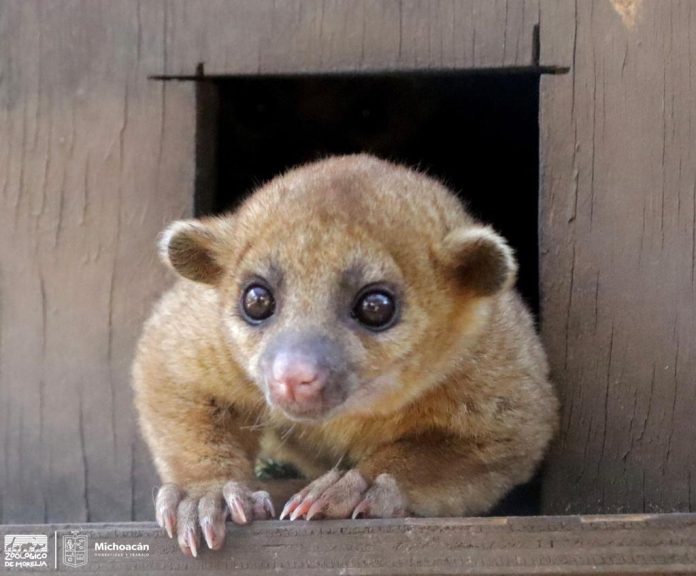 Conoce a la martucha, el mamífero más tierno del Zoo de Morelia