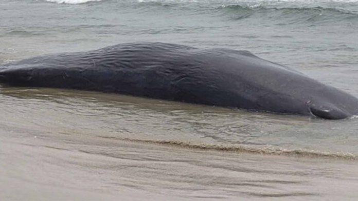 ballena muere encallada en playa de Oaxaca; pescadores intentaron regresarla al mar